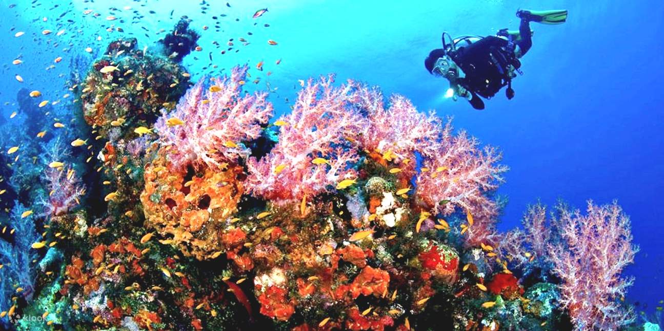 Sahl Hasheesh: Diving or Snorkeling Boat Trip with Lunch