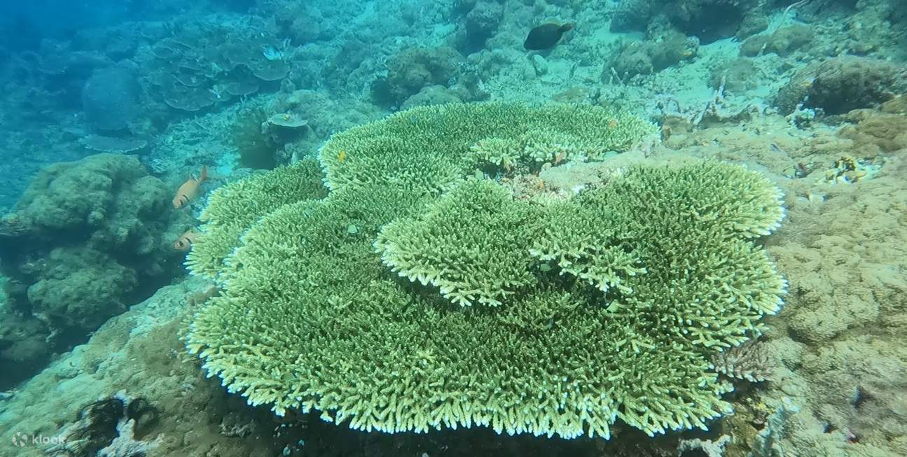 Sehari penuh Temui selam skuba dengan Pensijilan PADI di Batangas