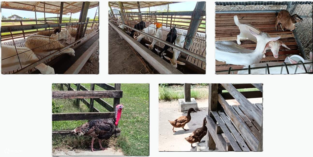 Pelayaran Hidupan Liar Hutan Paya Bakau Borneo Kawa & Pertunjukan Kelip-kelip