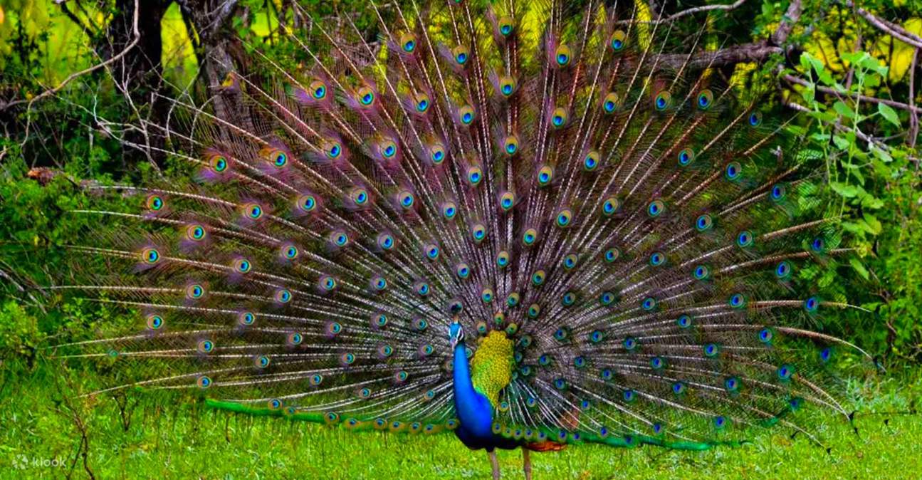 雅拉国家公园野生动物园半日游包团