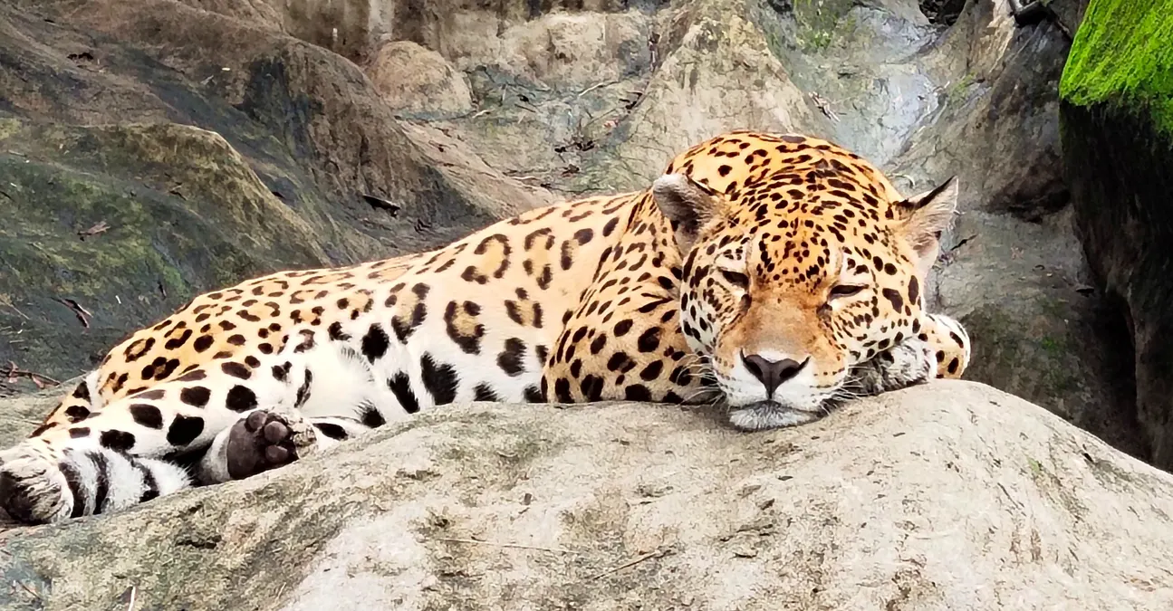 阿维隆动物园的猎豹