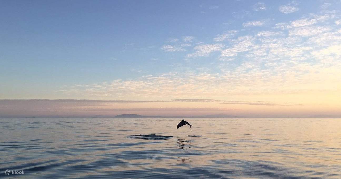 Cuộc gặp gỡ động vật hoang dã đại dương