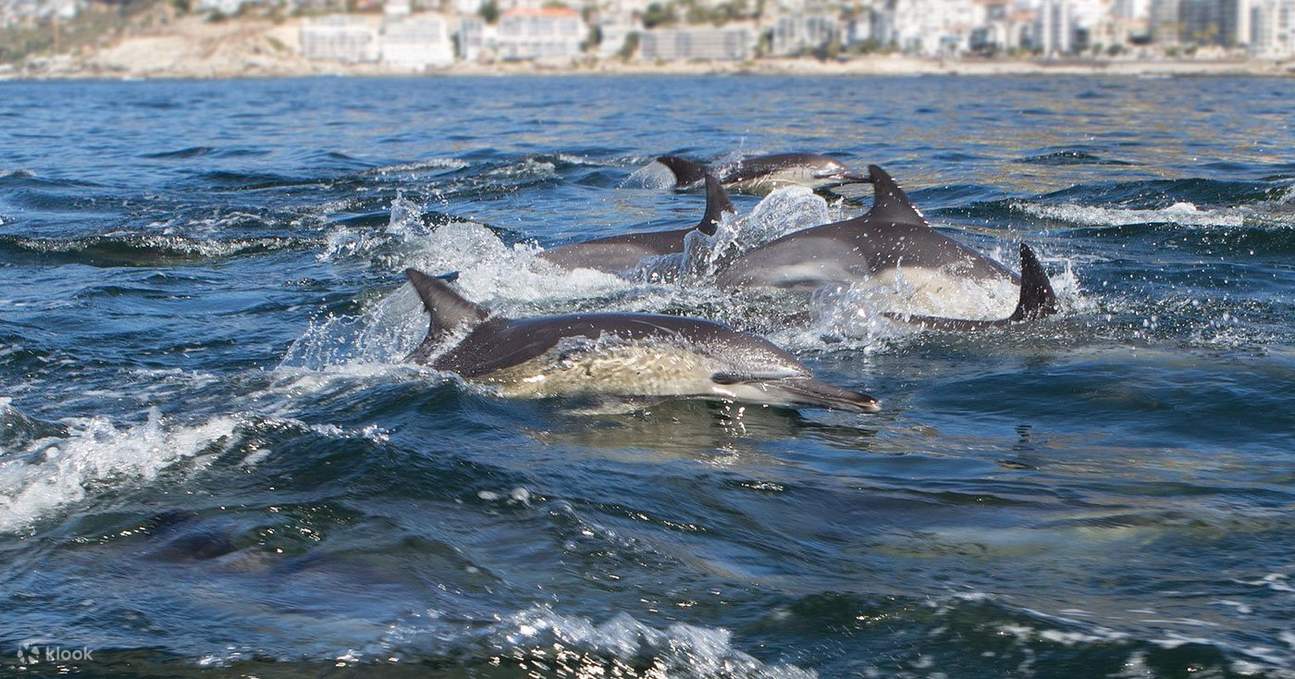 Begegnung mit der Meeresfauna