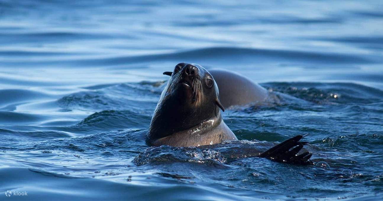 해양 야생동물 조우