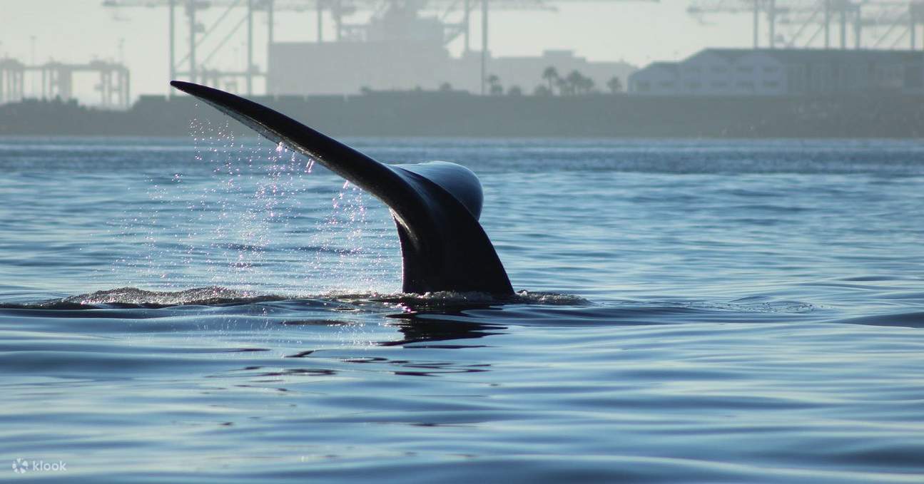 Cuộc gặp gỡ động vật hoang dã đại dương