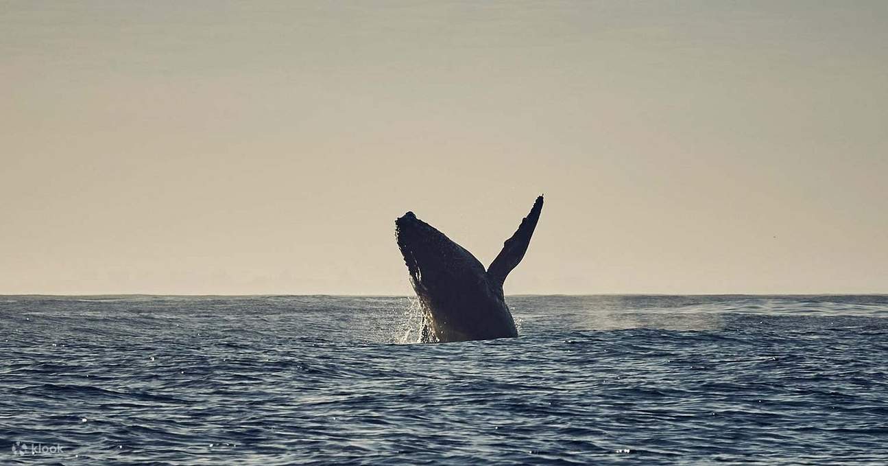 Begegnung mit der Meeresfauna