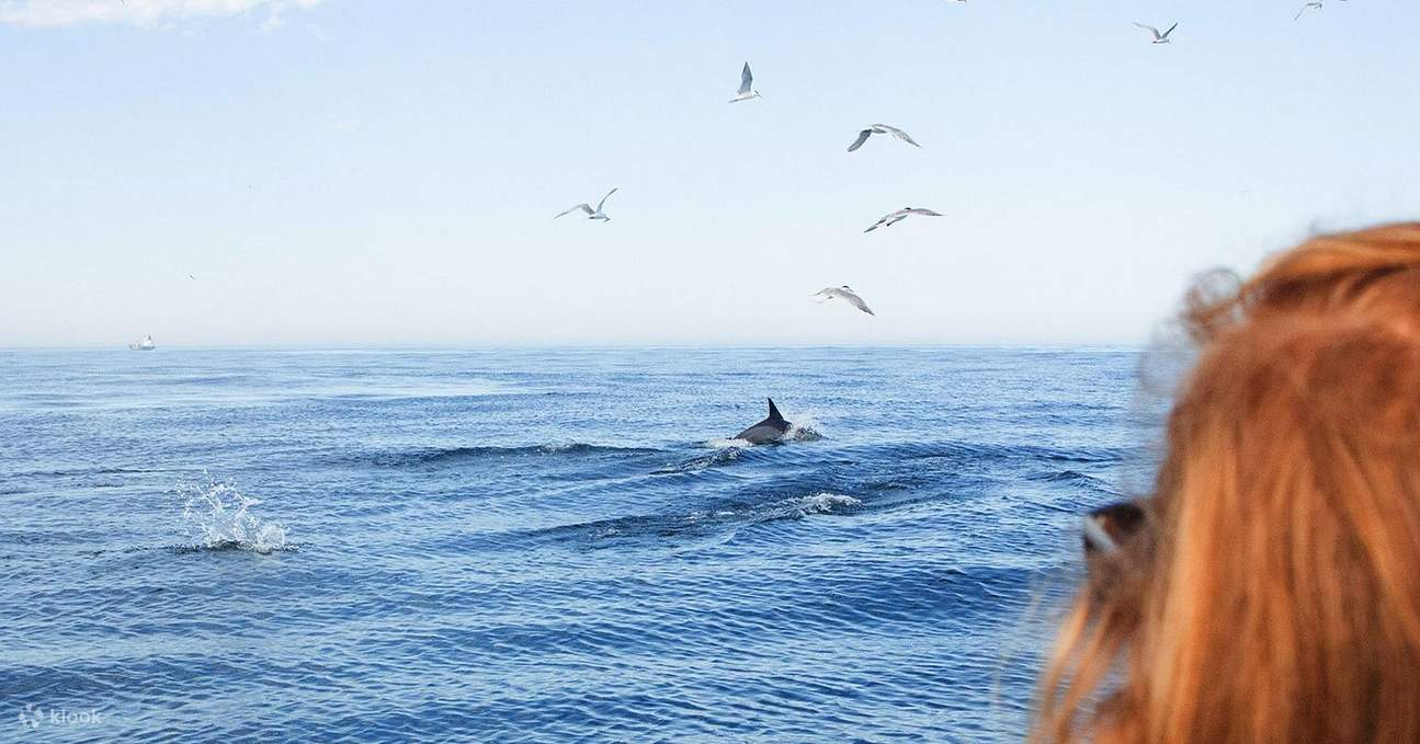 Begegnung mit der Meeresfauna