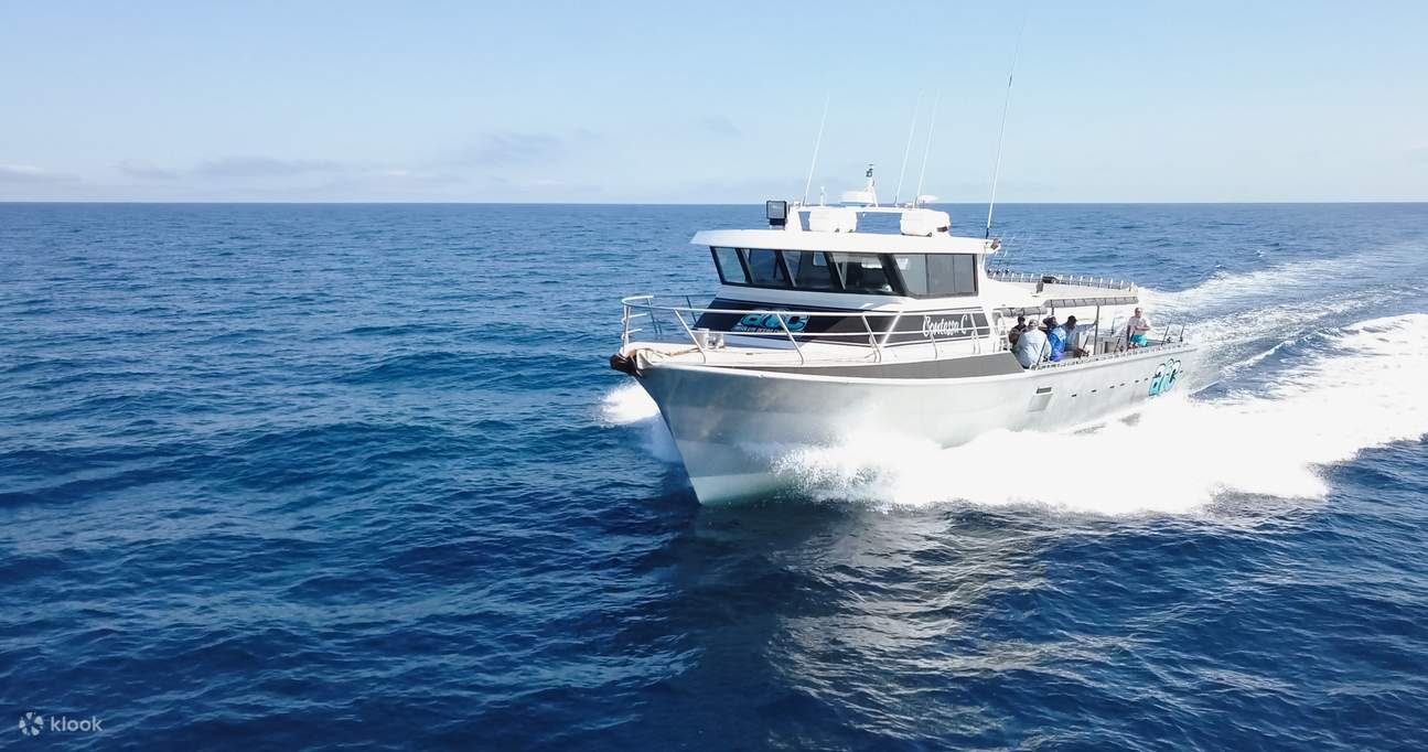 Broome Whale Watching Cruise Klook United States