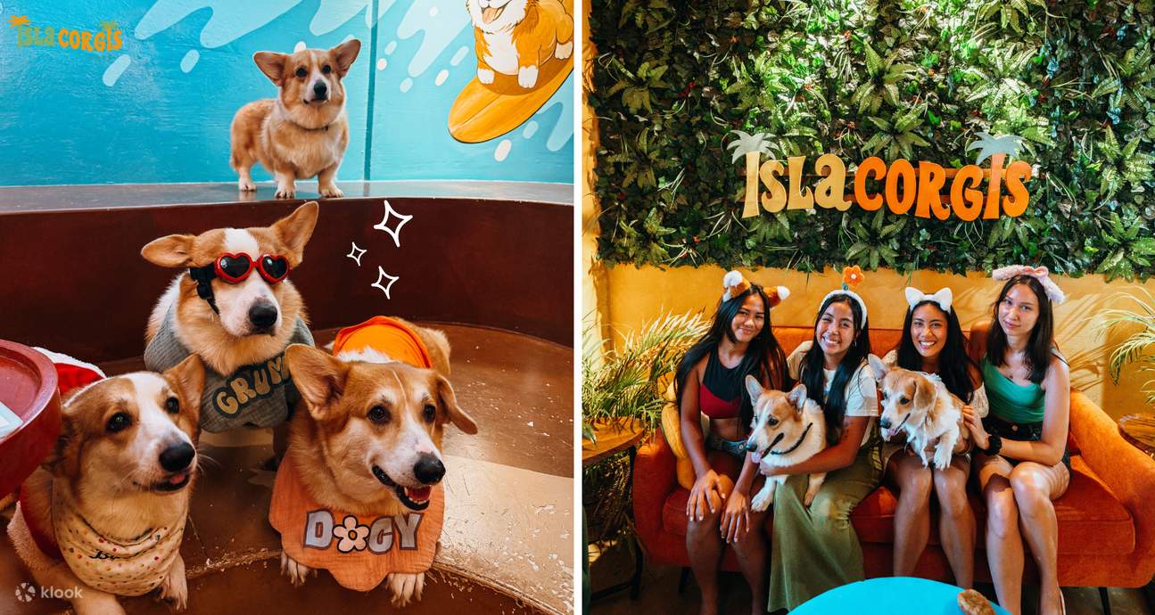 이슬라 코기스 카페 시아르가오