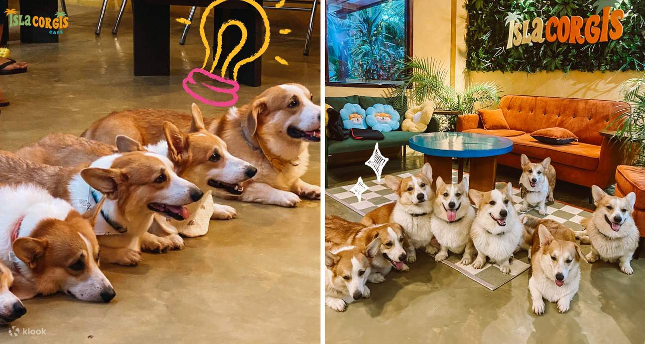 Isla Corgis Cafe Siargao