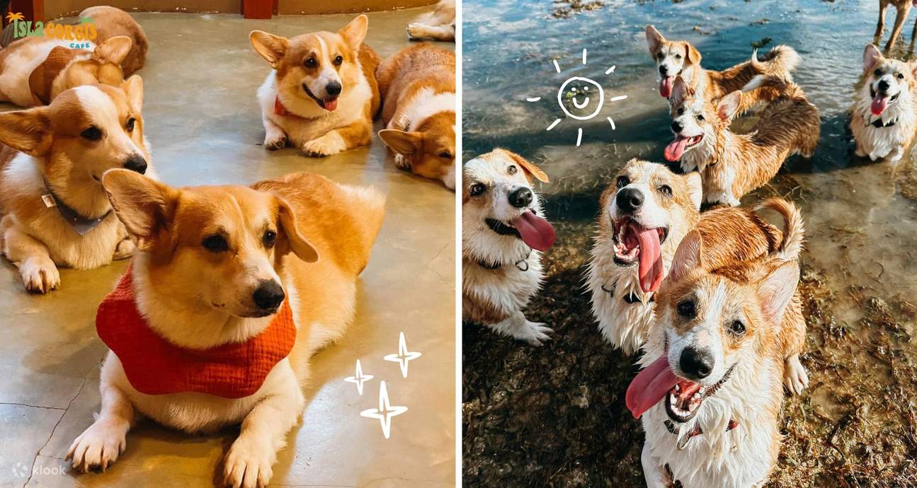 Isla Corgis Cafe 锡亚高岛