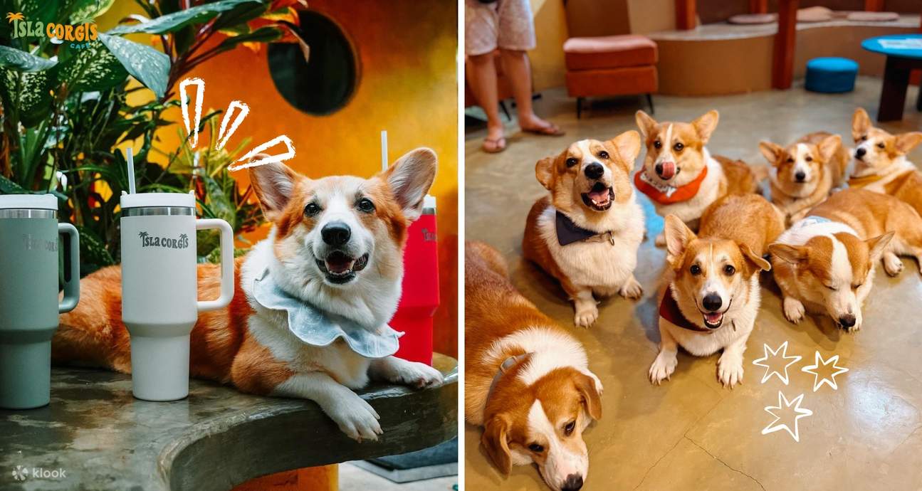 Isla Corgis Cafe 锡亚高岛