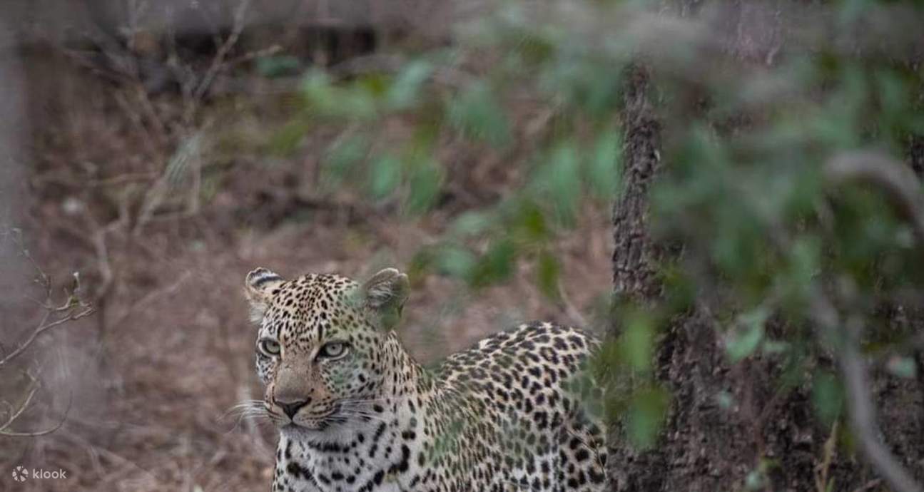 Experience the Wonders of Mikumi National Park on a Day Safari ...