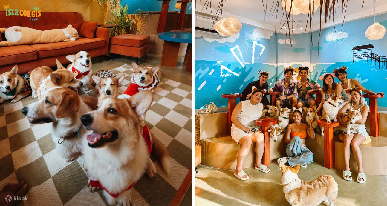 无限柯基拥抱与欢乐时光：锡亚高岛Isla Corgis 柯基咖啡厅- Klook客路