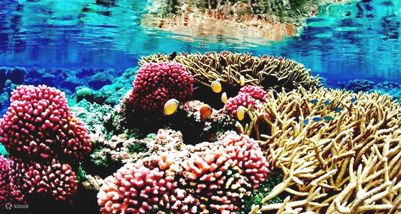 红海底探险：半潜艇和浮潜