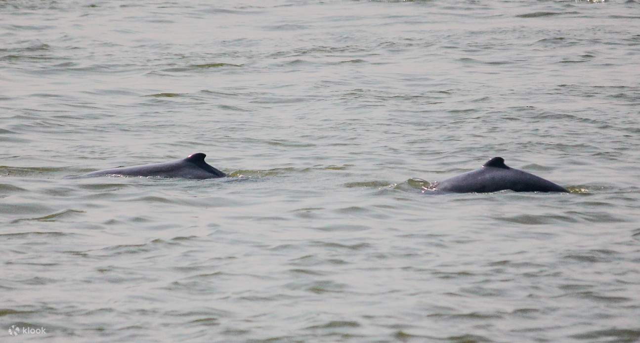 Irrawaddy Dolphin and Cooperative Fishing Day Tour, Mandalay, Myanmar
