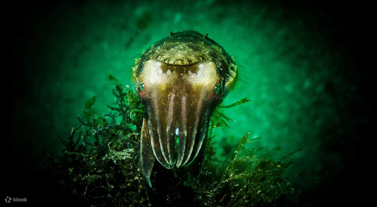Scuba Diving At Pulau Hantu in Singapore Klook, Vereinigte Staaten