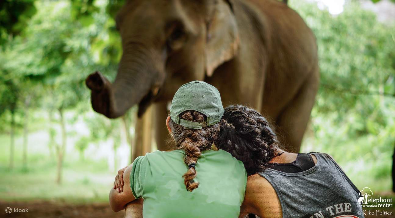 Gäste beobachten, wie die Elefanten einen Snack zu sich nehmen