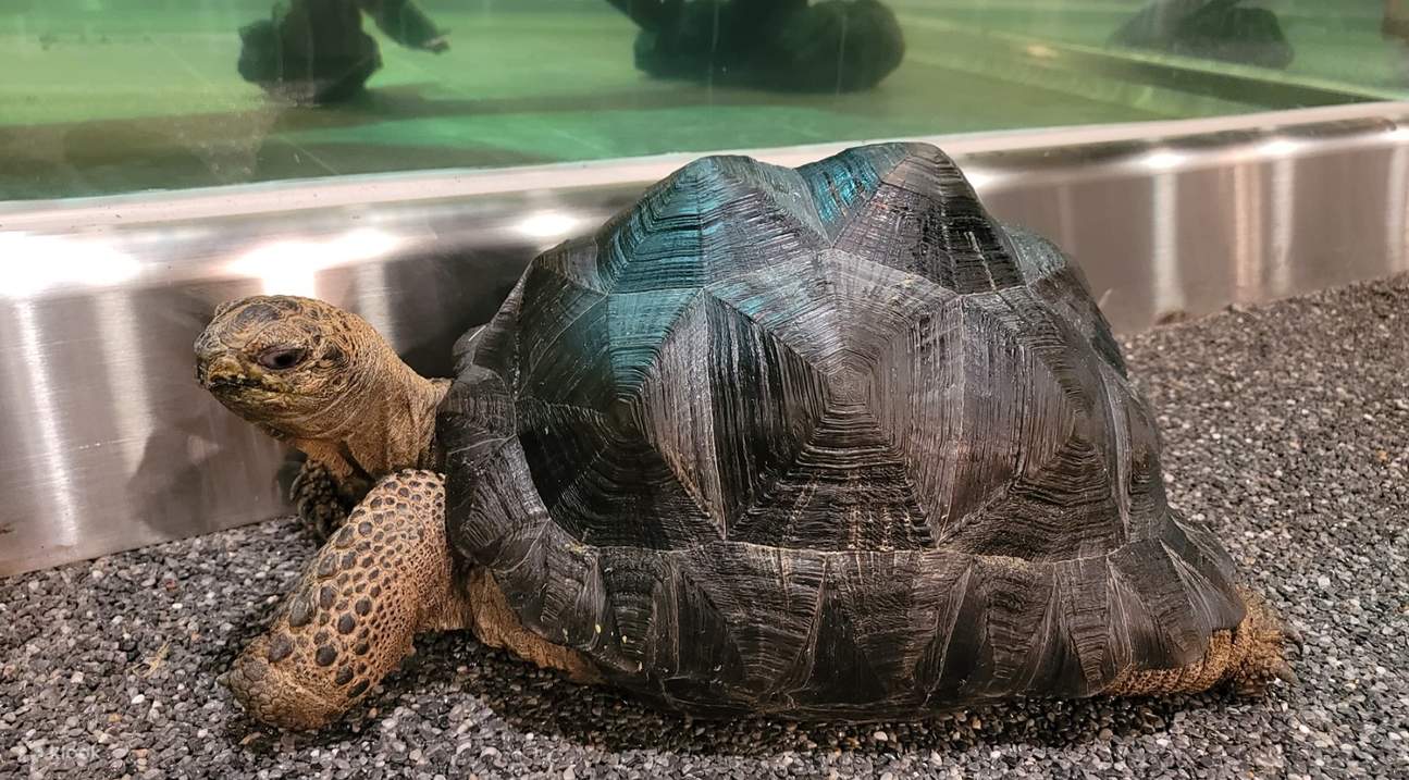 Tiket SeenB Indoor Animal (Capybara, Otter, dll.) Park