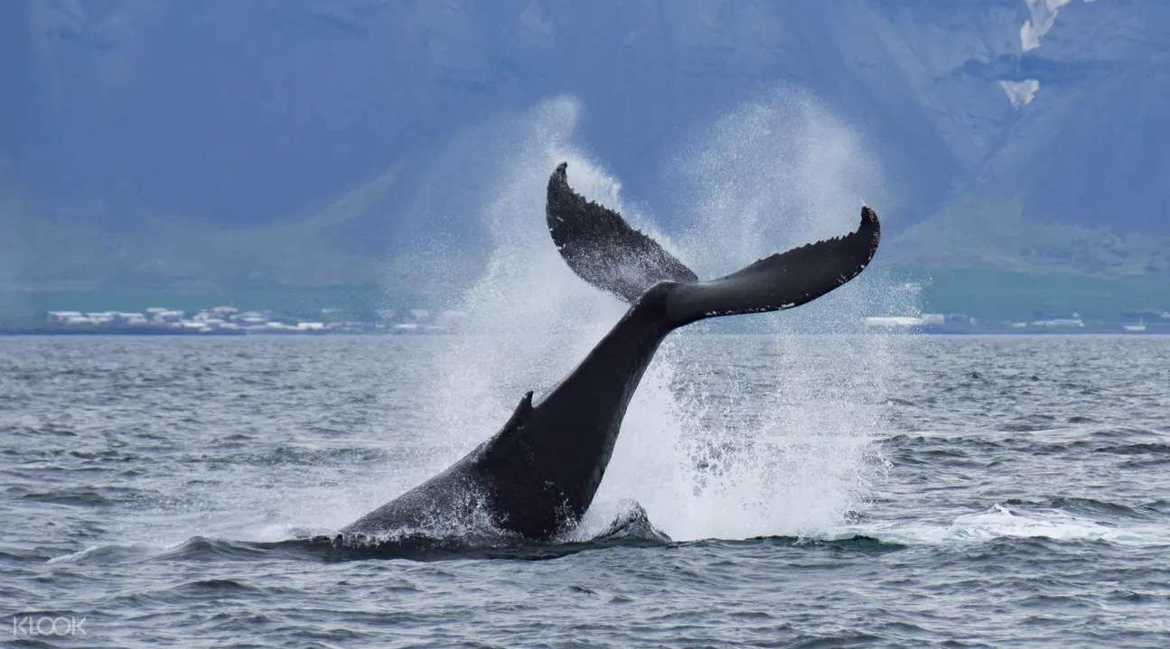 reykjavik day tour