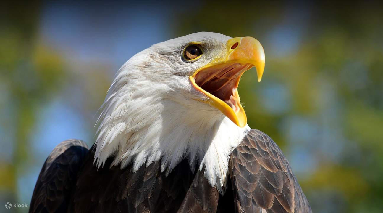 Le aquile di mare testabianca vivono vicino a corsi d'acqua per essere vicine al loro cibo preferito: il pesce!