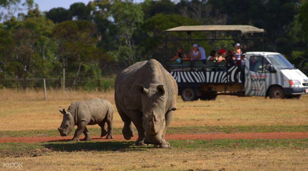 Werribee Open Range Zoo Deluxe Safari Adventure Klook Australia