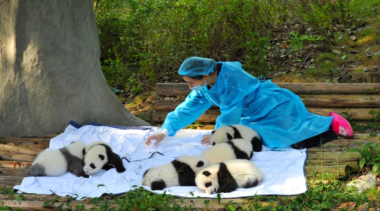 Панду катюшу заберут в китай. Обниматель панд профессия. Смотритель за пандами. Обниматель панд в Китае. Смотритель панд профессия.