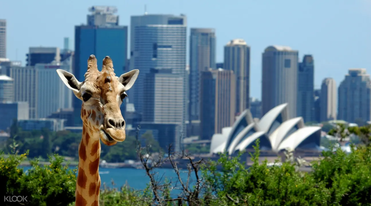 Taronga Zoo Sydney Ticket