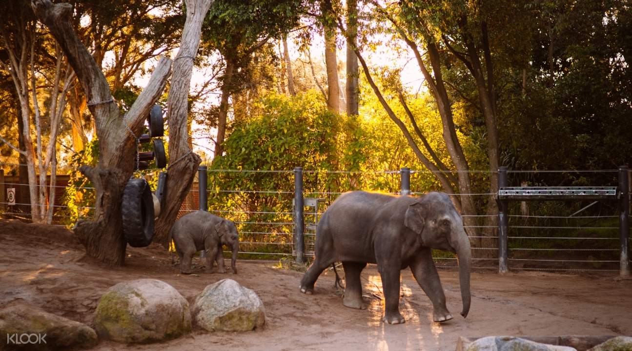how to get to melbourne zoo how to get to melbourne zoo