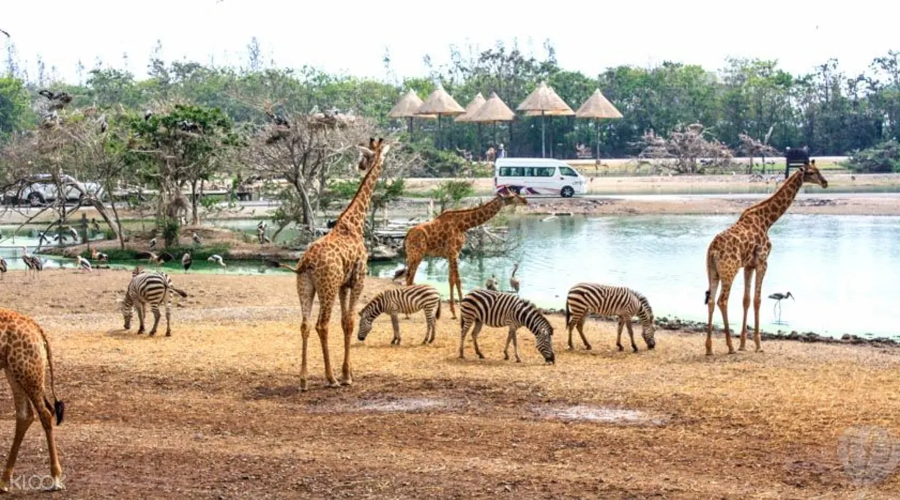 2019 泰國自由行攻略：必備的12張超划算票券 Best and must have brochures with a visit to Bangkok: 曼谷 Safari World野生動物園