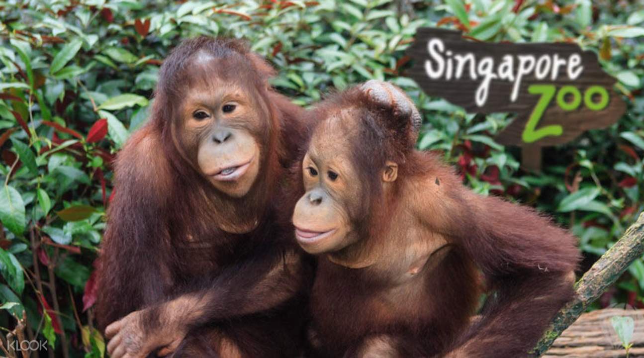 新加坡動物園