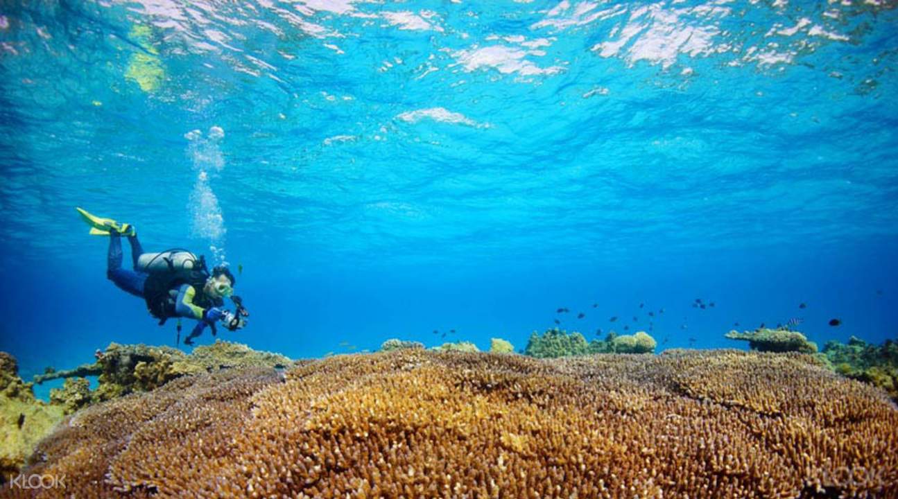 阿嘉島潜水體驗