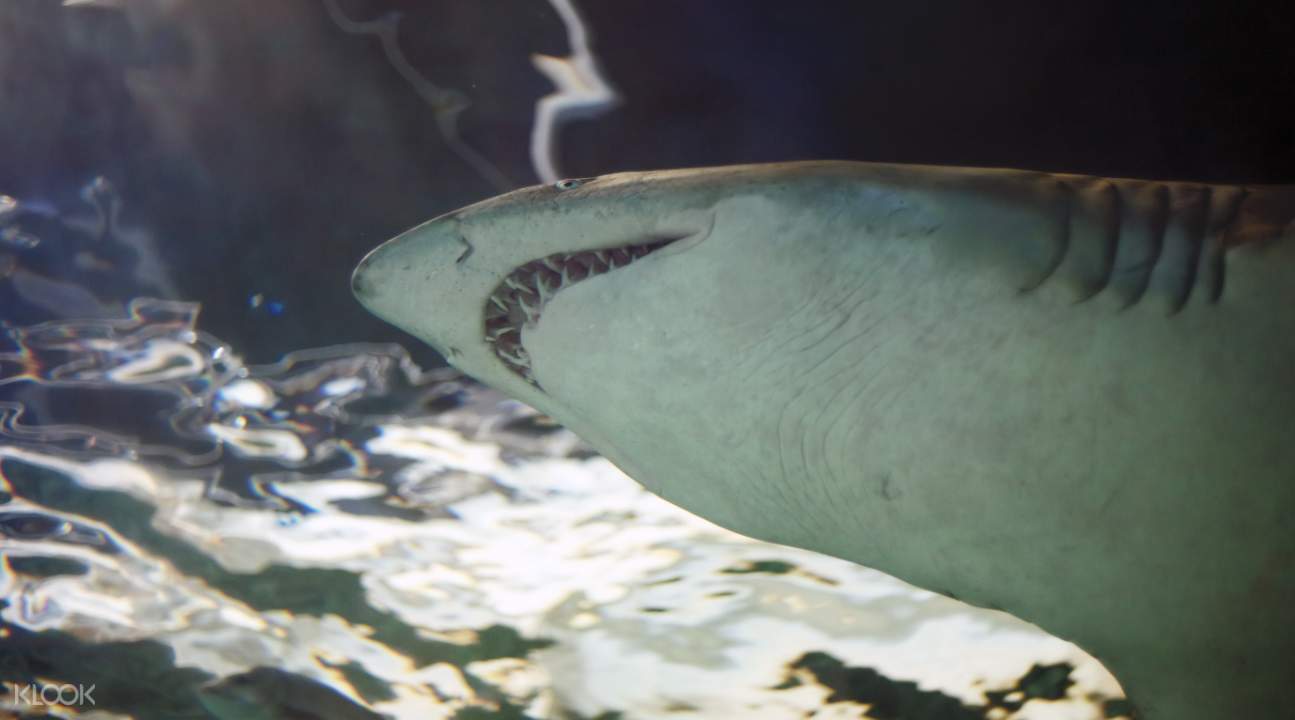 悉尼水族館鯊魚