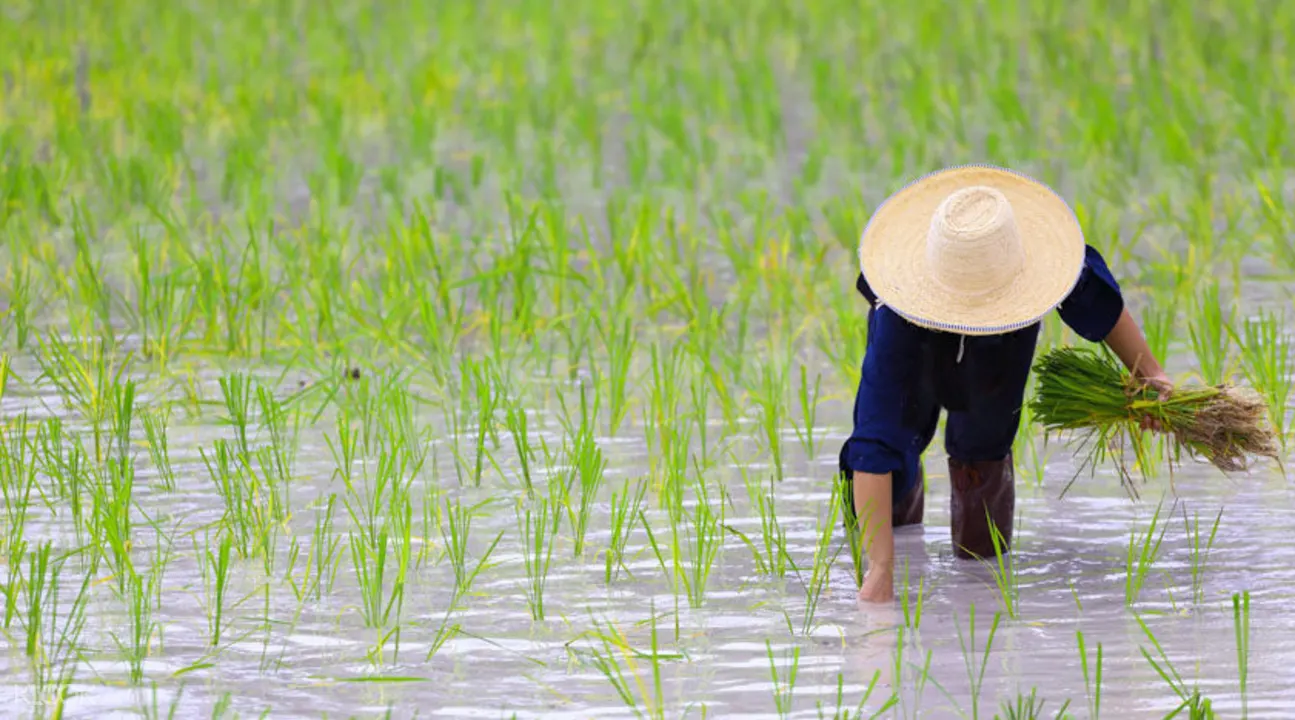 rice fields tour Bali