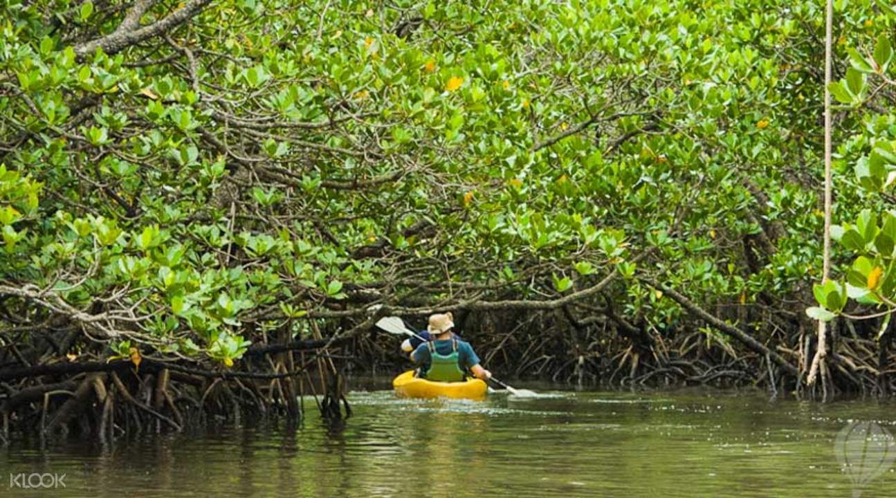 紅樹林或海上划獨木舟