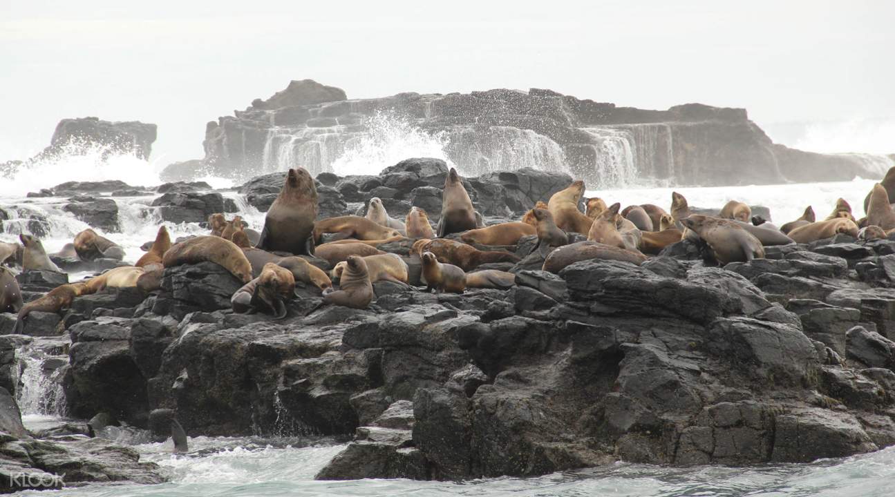 seal rocks