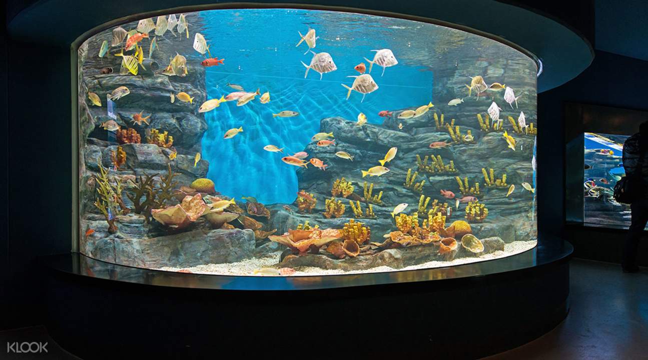 濟州島Aqua Planet水族館