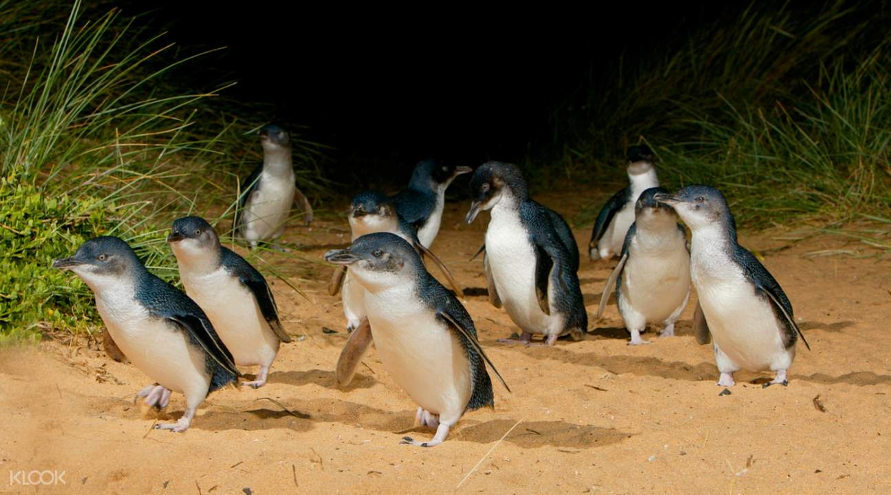 菲利普島企鵝歸巢