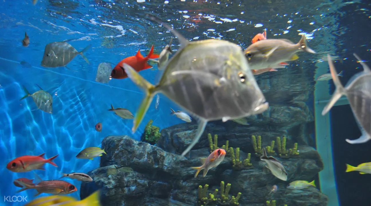 濟州島Aqua Planet水族館