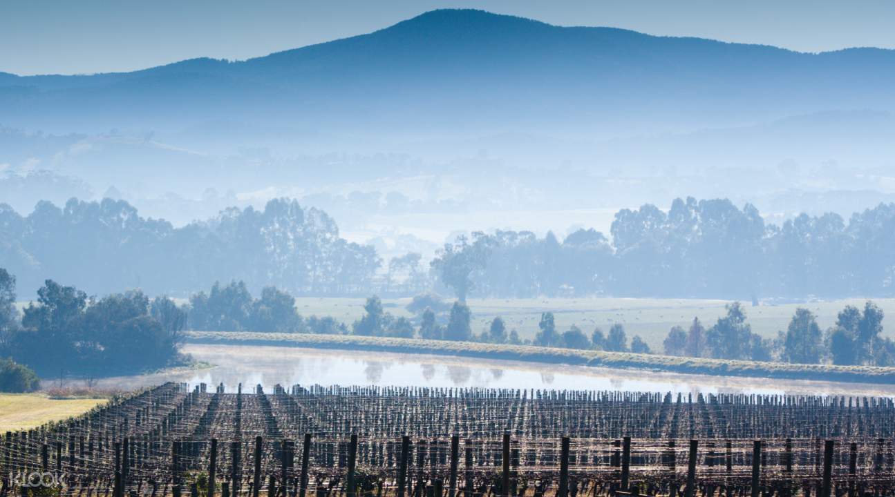 Vineyard at Yarra Valley