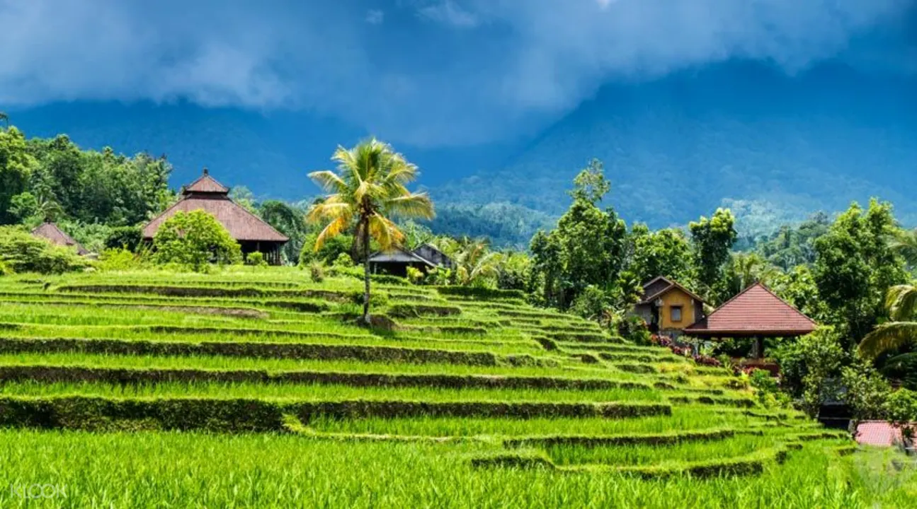 Jatiluwih rice terraces