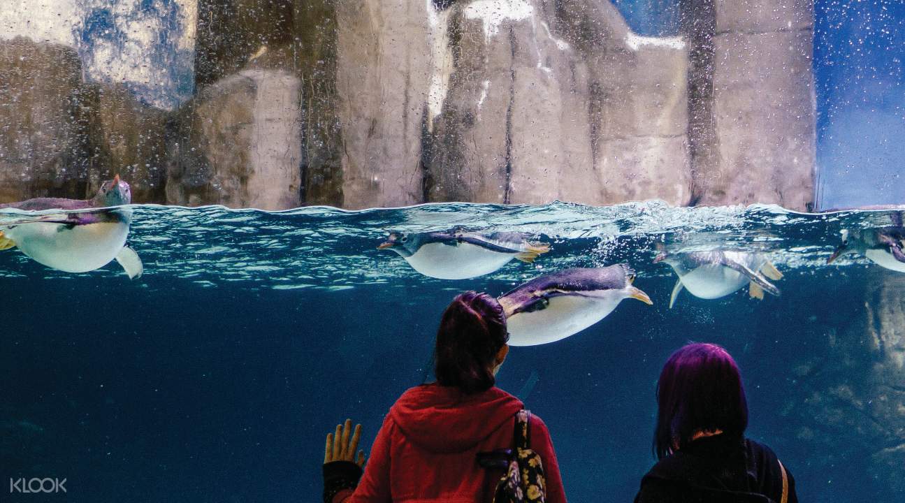 Discount coupons melbourne aquarium