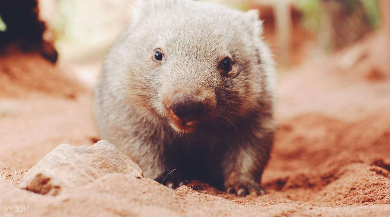 悉尼動物園