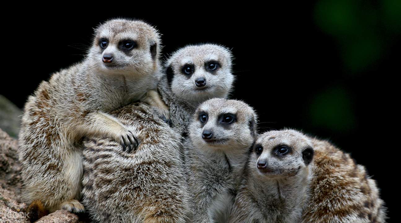 Melbourne zoo discount coupons