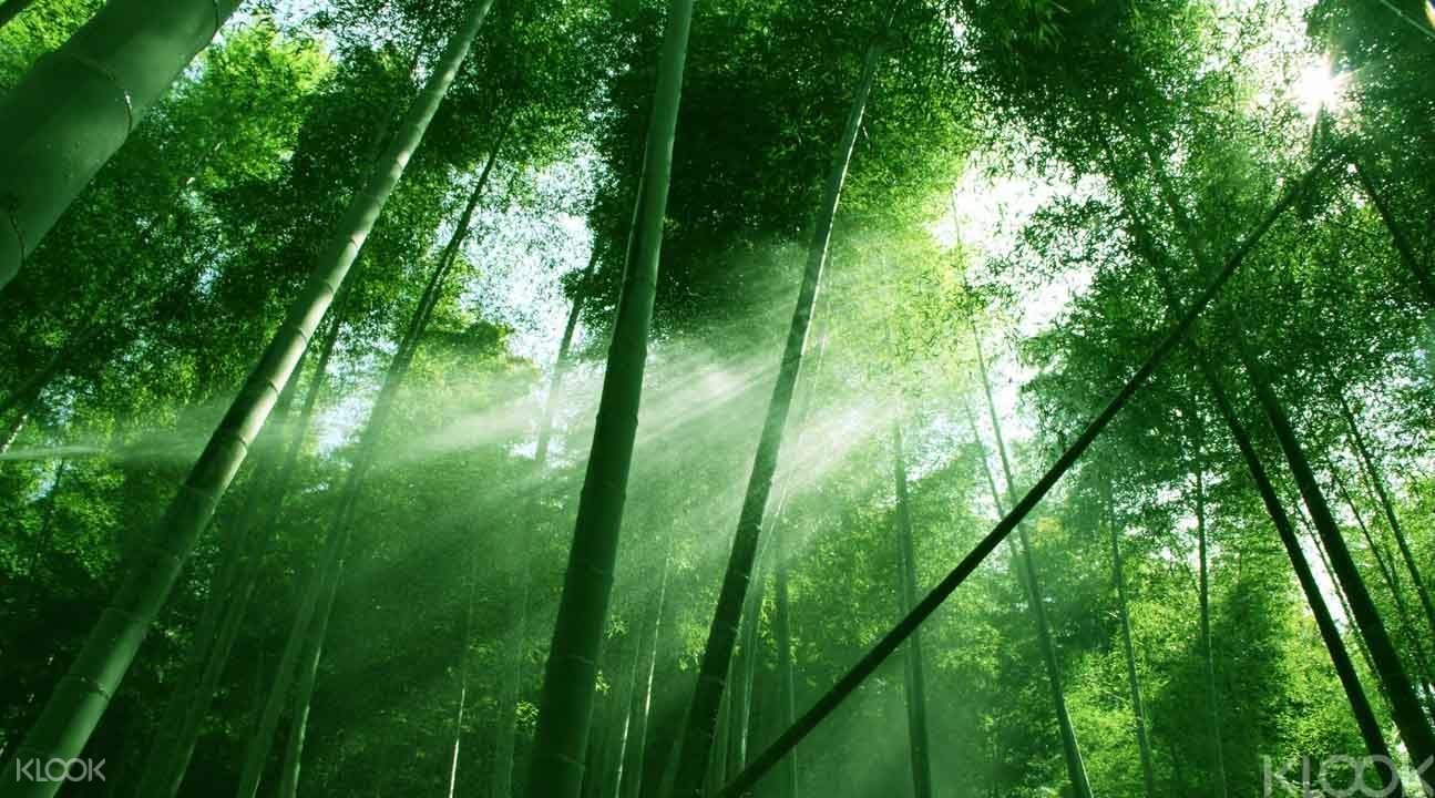 嵯峨野竹林