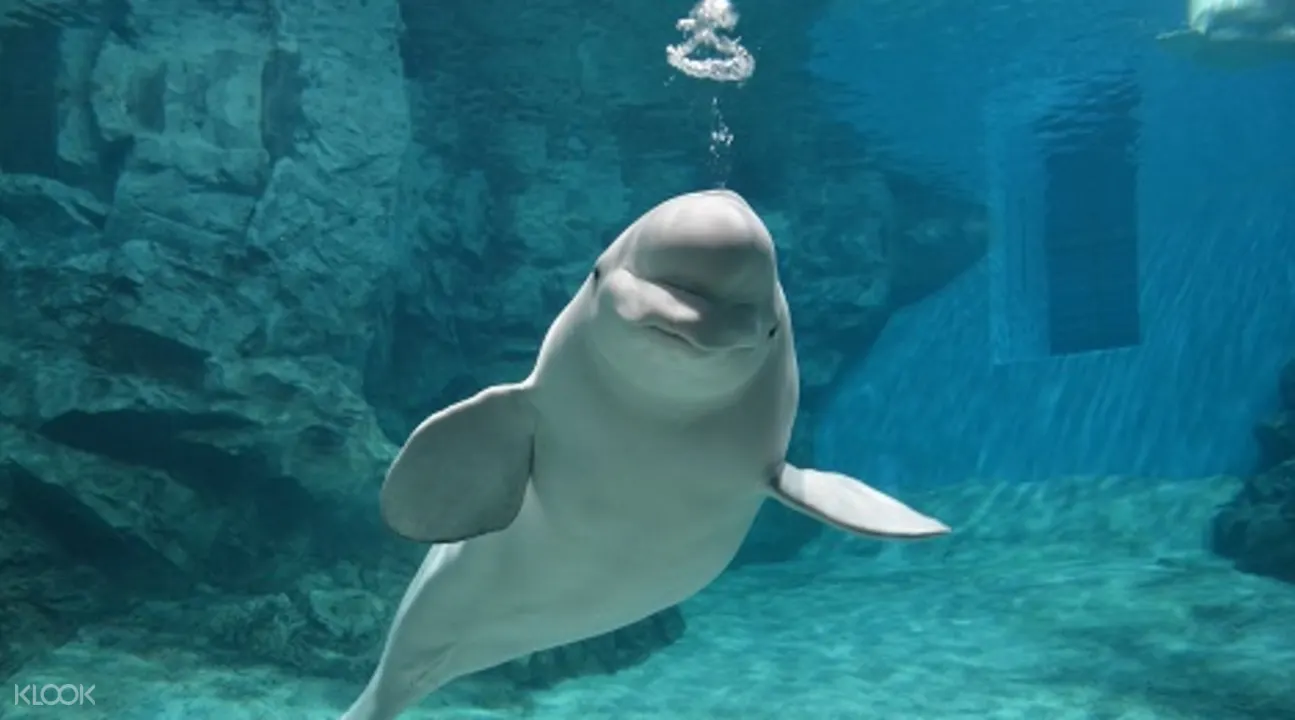 名古屋港水族館門票 Klook客路台灣