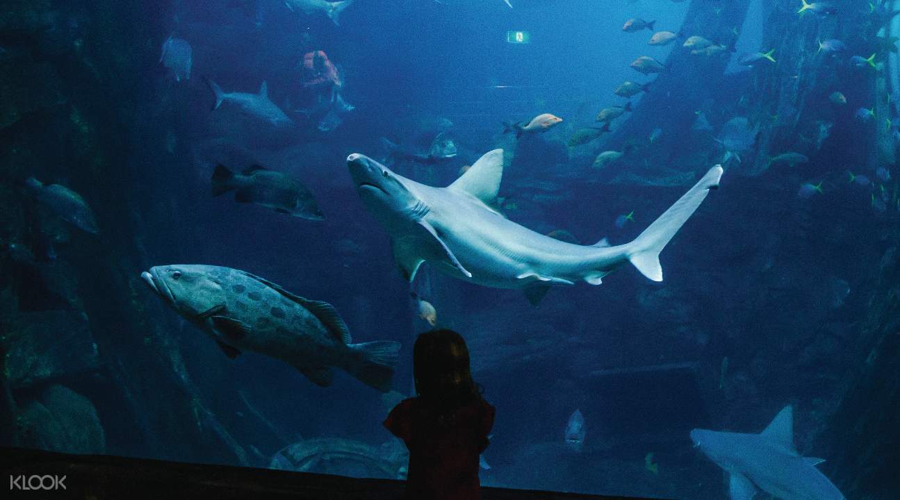 SEA LIFE Melbourne Aquarium Ticket Klook Australia