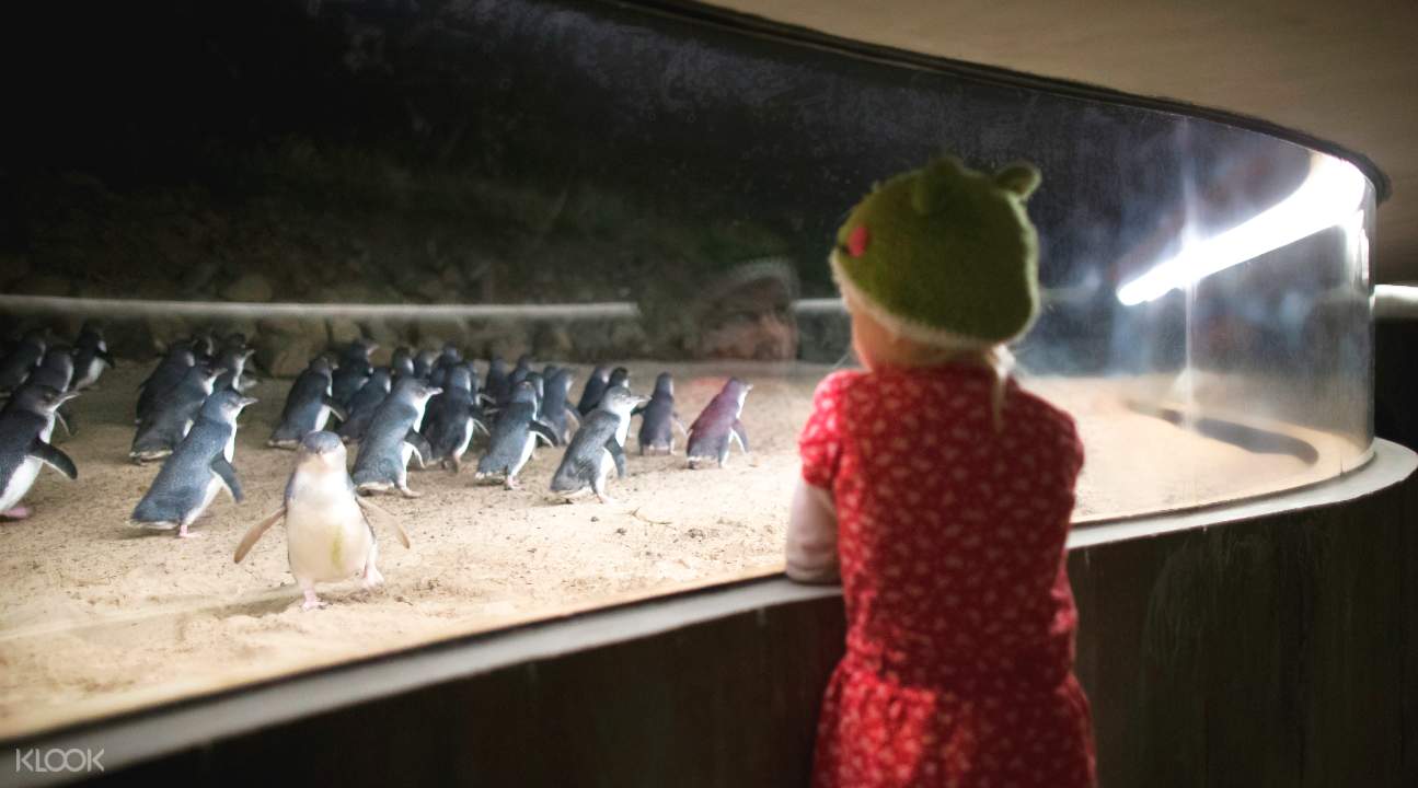penguin parade figures