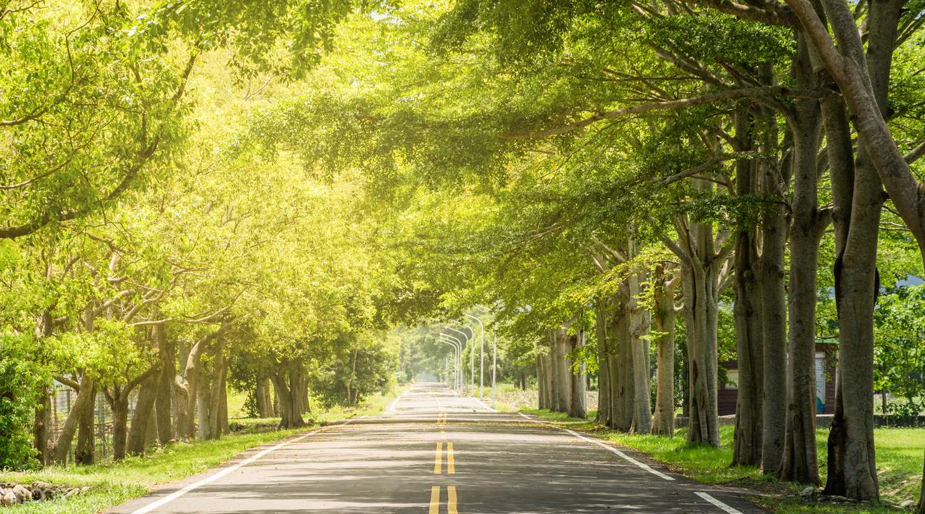 小恭弘=叶 恭弘欖仁綠色隧道,騎腳踏車感受最舒適的鹿野
