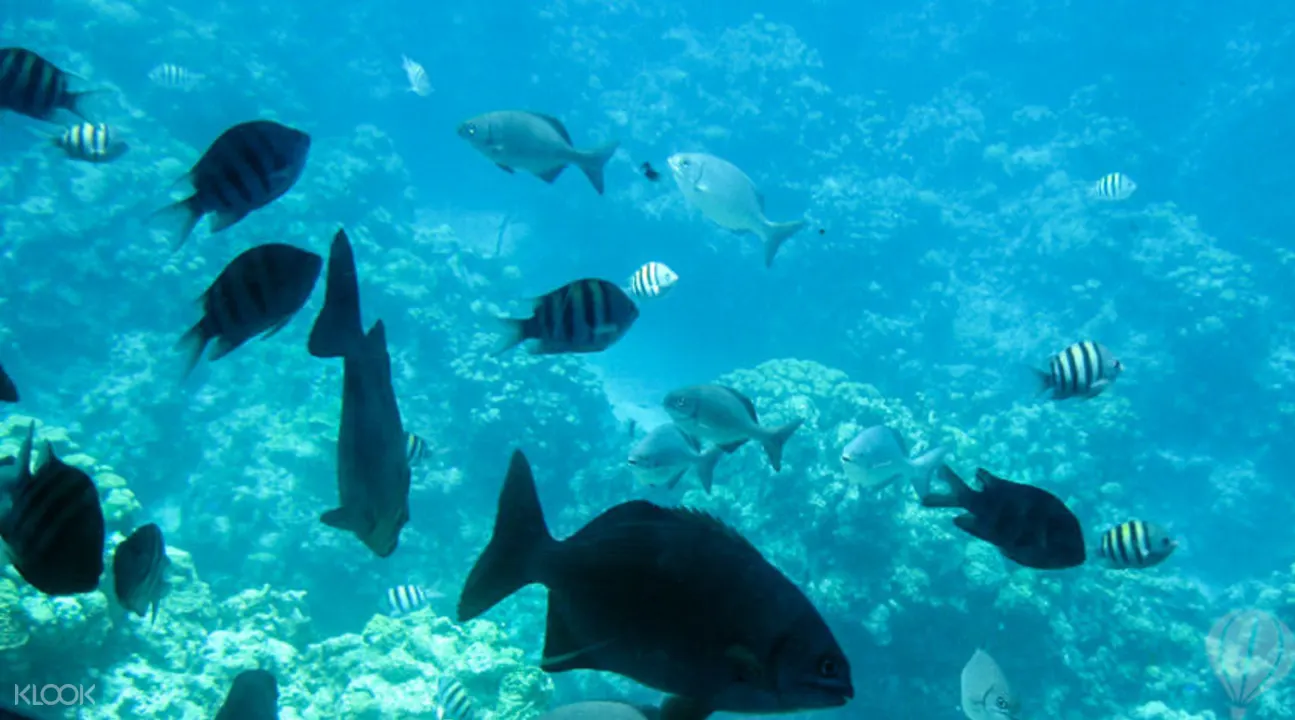 蓝湾坐玻璃船 浮潜 Klook客路中国